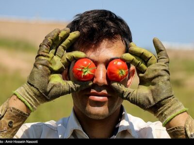 صادرات گوجه فرنگی ممنوع شد