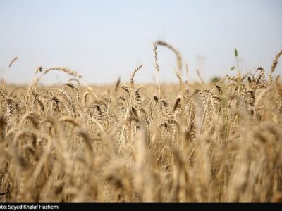 طرح اعتباری گندم برای کاهش فشار مالی گندمکاران اجرا شد