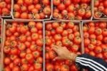 لزوم توقف صادرات برای متعادل شدن بازار گوجه فرنگی