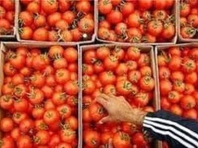 لزوم توقف صادرات برای متعادل شدن بازار گوجه فرنگی