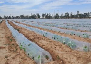 گسترش کشت نشایی و آبیاری نوین؛ راهکار عبور از بحران آب