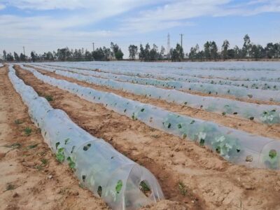 گسترش کشت نشایی و آبیاری نوین؛ راهکار عبور از بحران آب