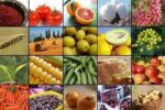 صادرات ۲۰ محصول کشاورزی آزاد شد