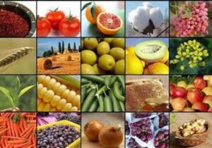 صادرات ۲۰ محصول کشاورزی آزاد شد