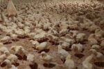 هیچ موردی از آنفلوآنزای فوق‌حاد پرندگان در سال گذشته گزارش نشد