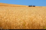 پیش‌بینی خرید ۱۰ میلیون تن گندم در ایران