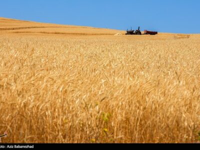 پیش‌بینی خرید ۱۰ میلیون تن گندم در ایران