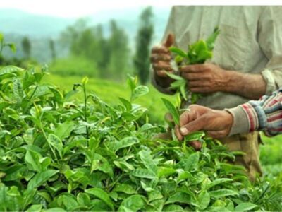 ۶۰۰ میلیارد تومان از مطالبات چایکاران پرداخت شد