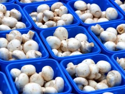 قیمت قارچ در جنگ اخیر کاهش یافت