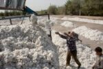 ایران بزرگ‌ترین خریدار پنبه تاجیکستان شد