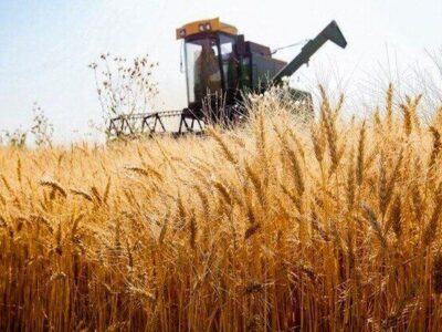 بازار غلات در آستانه تغییر توازن؛کاهش تولید صادرکنندگان بزرگ، زنگ خطر برای امنیت عرضه گندم