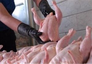 صادرات گوشت مرغ مجاز مشروط شد