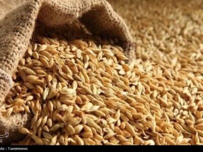 نرخ مصوب گندم صنف و صنعت ۵۳ هزار تومان تعیین شد
