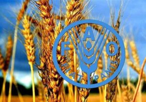 پیش بینی فائو از رشد دو رقمی تولید گندم ایران در سال زراعی جاری