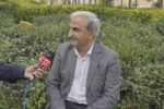 پیش‌بینی خرید ۱۲۰ هزار تن برگ سبز چای‌ از باغداران ‌گیلان و مازندران