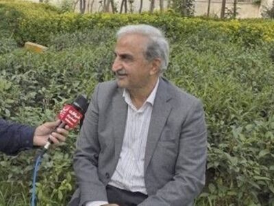 پیش‌بینی خرید ۱۲۰ هزار تن برگ سبز چای‌ از باغداران ‌گیلان و مازندران