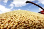 کاهش ۷.۴درصدی میانگین قیمت جهانی سویای صادراتی در ۲۰۲۵؛ سهم ایران از بازار جهانی چقدر است؟