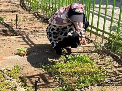 باغچه‌های خانگی در کاهش خطر ابتلا به دیابت موثرند