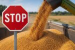 بررسی سناریوهای آزادسازی قیمت گندم در دولت