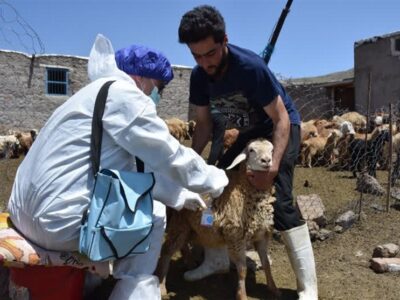 سویه جدید تب برفکی در کشور کنترل شد