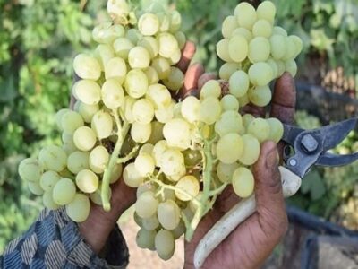 شاهرود در آستانه برداشت ۹۰ هزار تن انگور از ۴۳۰۰ هکتار باغ