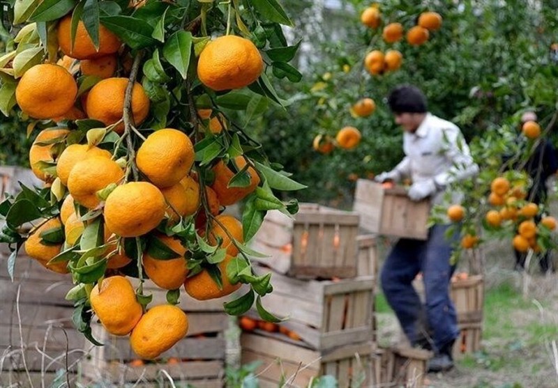 اخبار استان مازندران , اخبار بابل , 