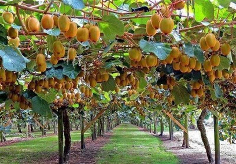 اخبار استان مازندران , اخبار بابل , 
