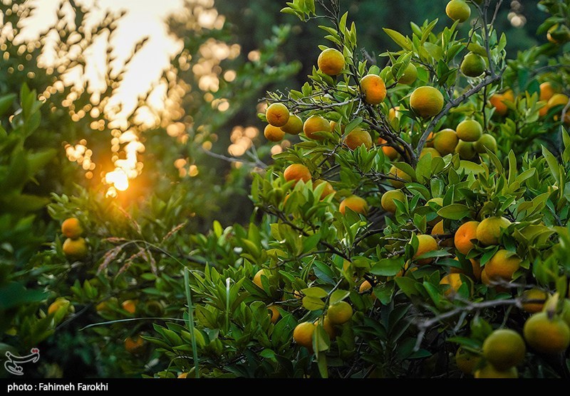 اخبار استان مازندران , اخبار بابل , 