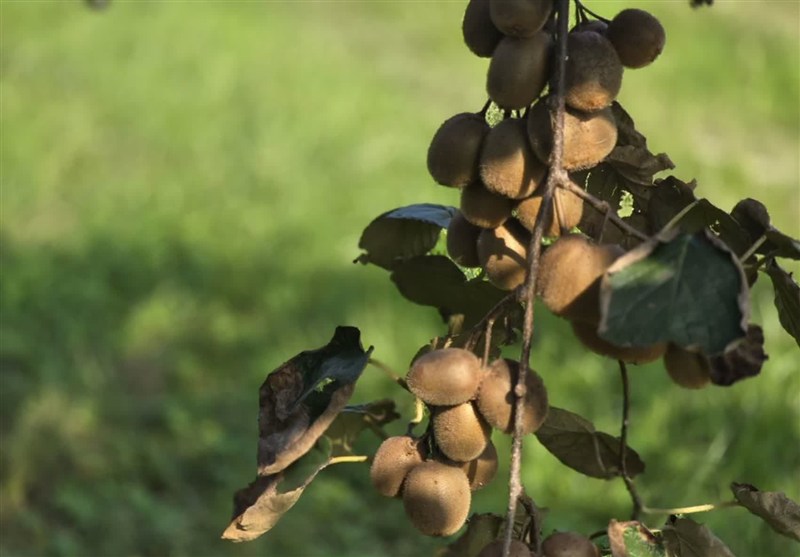 اخبار استان مازندران , اخبار بابل , 