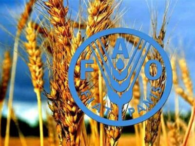فائو: ایران امسال بیشتر از متوسط ۵ ساله غله تولید می‌کند