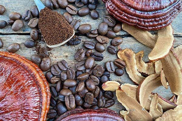 قهوه گانودرما چیست و دلیل محبوبیت آن