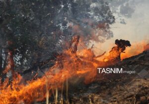 میانکاله را چه کسی می‌سوزاند؟/ واکاوی ۱۲ آتش‌سوزی مشکوک در ۱۶ روز!
