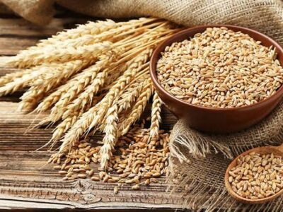استرالیا در صدر صادرات جهانی جو؛ ایران در میان کشورهای دارای کسری تجاری