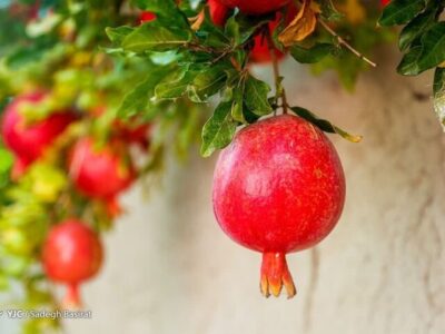 انار؛ میوه‌ای با خواص درمانی!