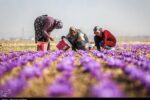 ایران سالانه چه میزان زعفران تولید می‌کند؟‌