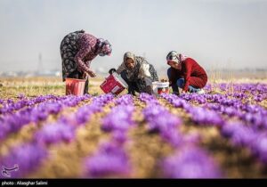 ایران سالانه چه میزان زعفران تولید می‌کند؟‌