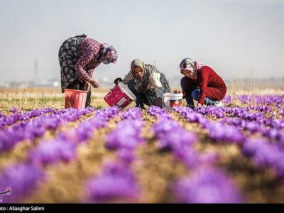 ایران سالانه چه میزان زعفران تولید می‌کند؟‌