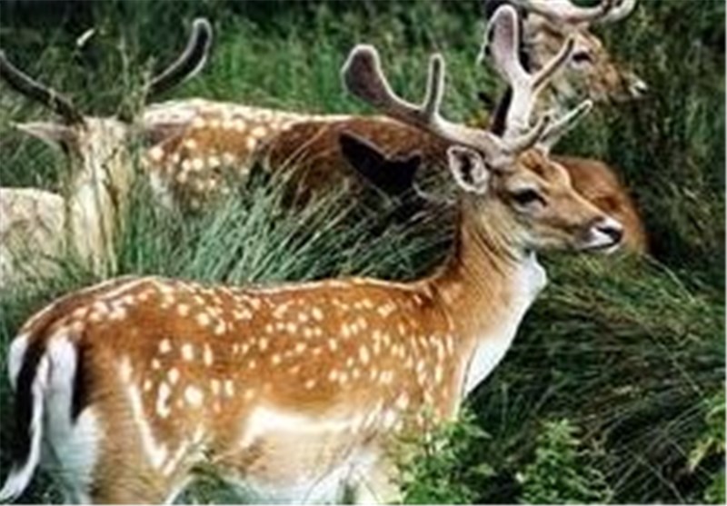 اخبار استان مازندران , اخبار ساری , نظام مسائل استان , نظام مسائل استان مازندران , 