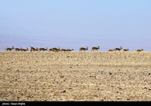 ببینید|‌ گشت‌وگذار ۳ هزار آهو در میاندشت‌