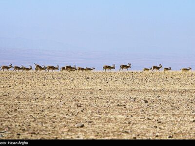 ببینید|‌ گشت‌وگذار ۳ هزار آهو در میاندشت‌