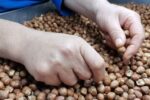 تجارت ۲.۷میلیارد دلاری فندق در ۲۰۲۵؛ رقابت تازه در بازارجهانی، ایران در انتظار جهش صادراتی
