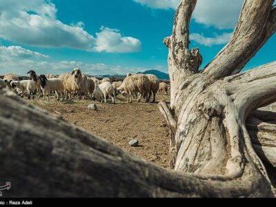 تداوم تولید گوشت و شیر در روستا و عشایر، در معرض یک پرسش جدی