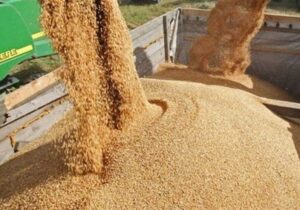 تولید داخل جایگزین ۴۰ درصد جو  وارداتی شد
