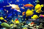 تولید ۴٫۵ میلیون قطعه ماهی زینتی در قم