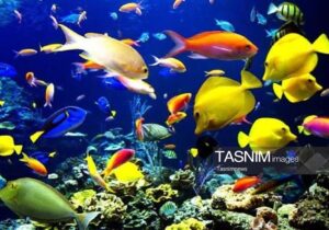 تولید ۴٫۵ میلیون قطعه ماهی زینتی در قم