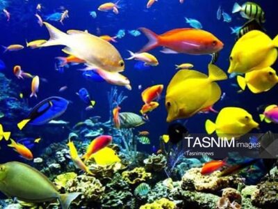 تولید ۴٫۵ میلیون قطعه ماهی زینتی در قم