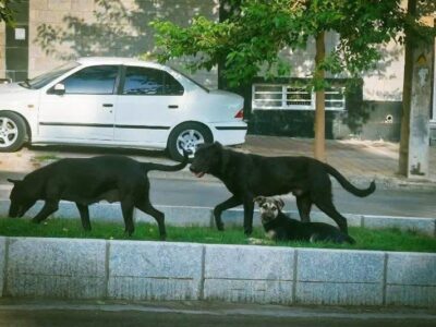 جولان سگها و نگرانی شهروندان همدانی