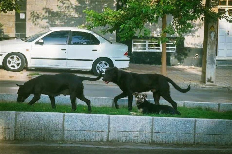 جولان سگها و نگرانی شهروندان همدانی اخبار استان همدان , اخبار همدان ,