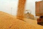 خرید گندم توسط دلالان تا ۶۰هزار تومان در مناطق مرزی