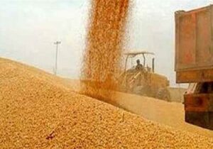 خرید گندم توسط دلالان تا ۶۰هزار تومان در مناطق مرزی